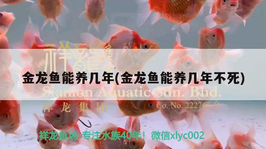 金龍魚(yú)能養(yǎng)幾年(金龍魚(yú)能養(yǎng)幾年不死) 觀賞魚(yú)