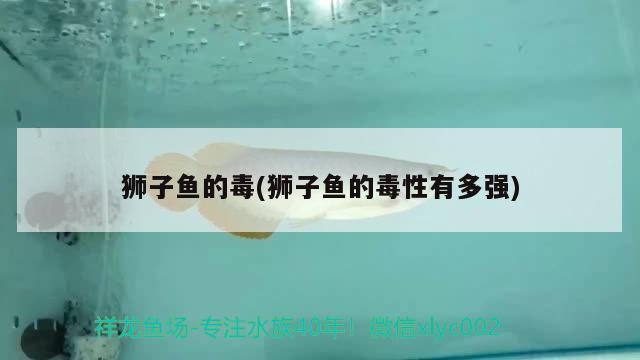 獅子魚的毒(獅子魚的毒性有多強(qiáng)) 觀賞魚