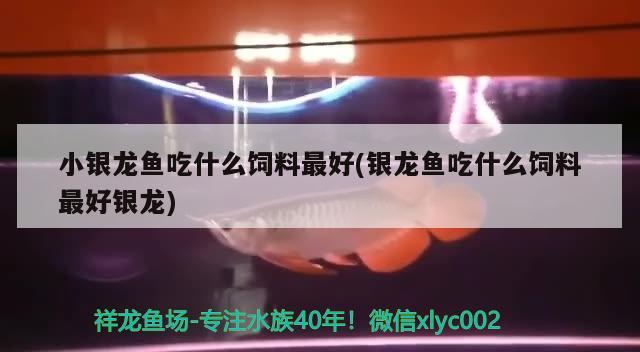 小銀龍魚吃什么飼料最好(銀龍魚吃什么飼料最好銀龍)