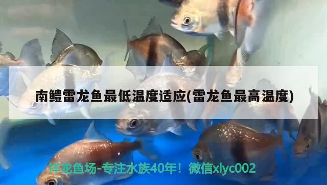 南鱧雷龍魚最低溫度適應(yīng)(雷龍魚最高溫度)