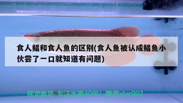 食人鯧和食人魚的區(qū)別(食人魚被認成鯧魚小伙嘗了一口就知道有問題)