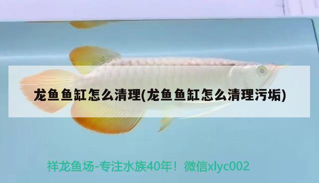 龍魚魚缸怎么清理(龍魚魚缸怎么清理污垢) 金龍福龍魚