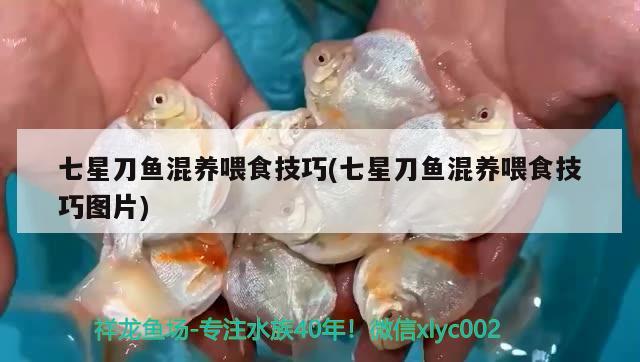 七星刀魚混養(yǎng)喂食技巧(七星刀魚混養(yǎng)喂食技巧圖片) 觀賞魚