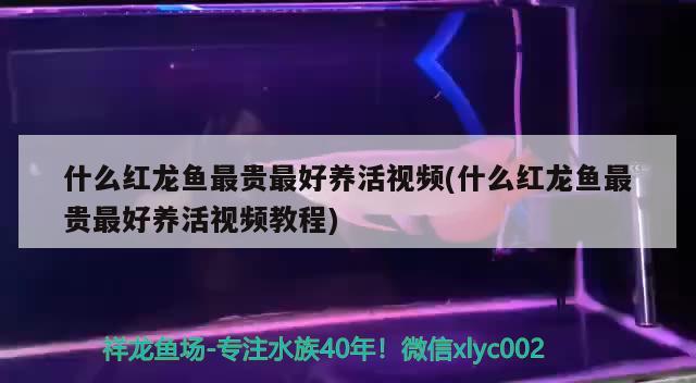 什么紅龍魚最貴最好養(yǎng)活視頻(什么紅龍魚最貴最好養(yǎng)活視頻教程)