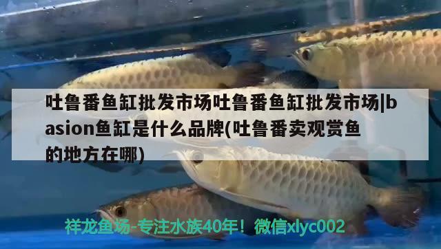 吐魯番魚缸批發(fā)市場吐魯番魚缸批發(fā)市場|basion魚缸是什么品牌(吐魯番賣觀賞魚的地方在哪)