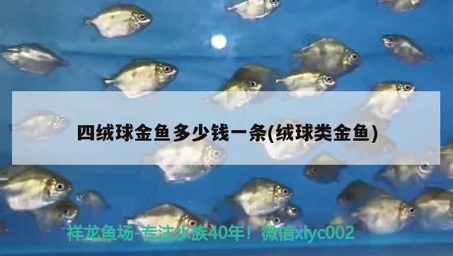 四絨球金魚多少錢一條(絨球類金魚)