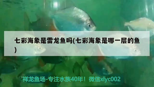 七彩海象是雷龍魚(yú)嗎(七彩海象是哪一層的魚(yú))