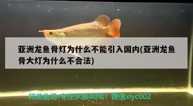 亞洲龍魚骨燈為什么不能引入國內(亞洲龍魚骨大燈為什么不合法)