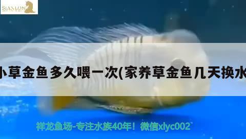 小草金魚多久喂一次(家養(yǎng)草金魚幾天換水)