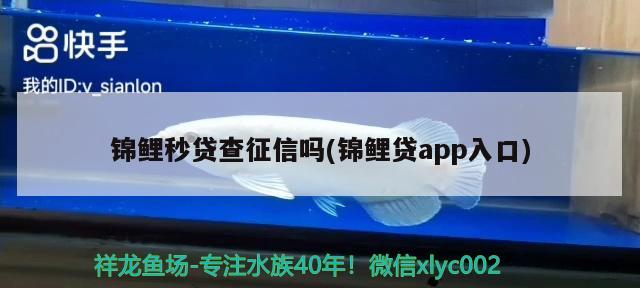 錦鯉秒貸查征信嗎(錦鯉貸app入口) 觀賞魚