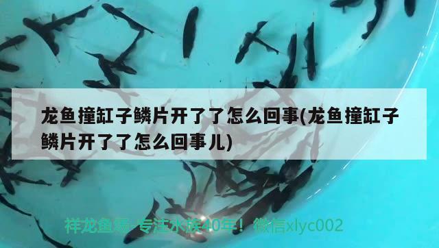 龍魚撞缸子鱗片開了了怎么回事(龍魚撞缸子鱗片開了了怎么回事兒) 豹紋夫魚苗