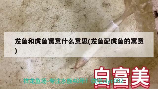 龍魚和虎魚寓意什么意思(龍魚配虎魚的寓意) 虎魚百科