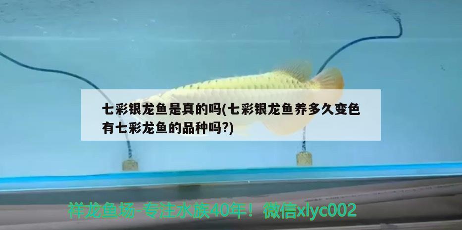 七彩銀龍魚是真的嗎(七彩銀龍魚養(yǎng)多久變色有七彩龍魚的品種嗎?)