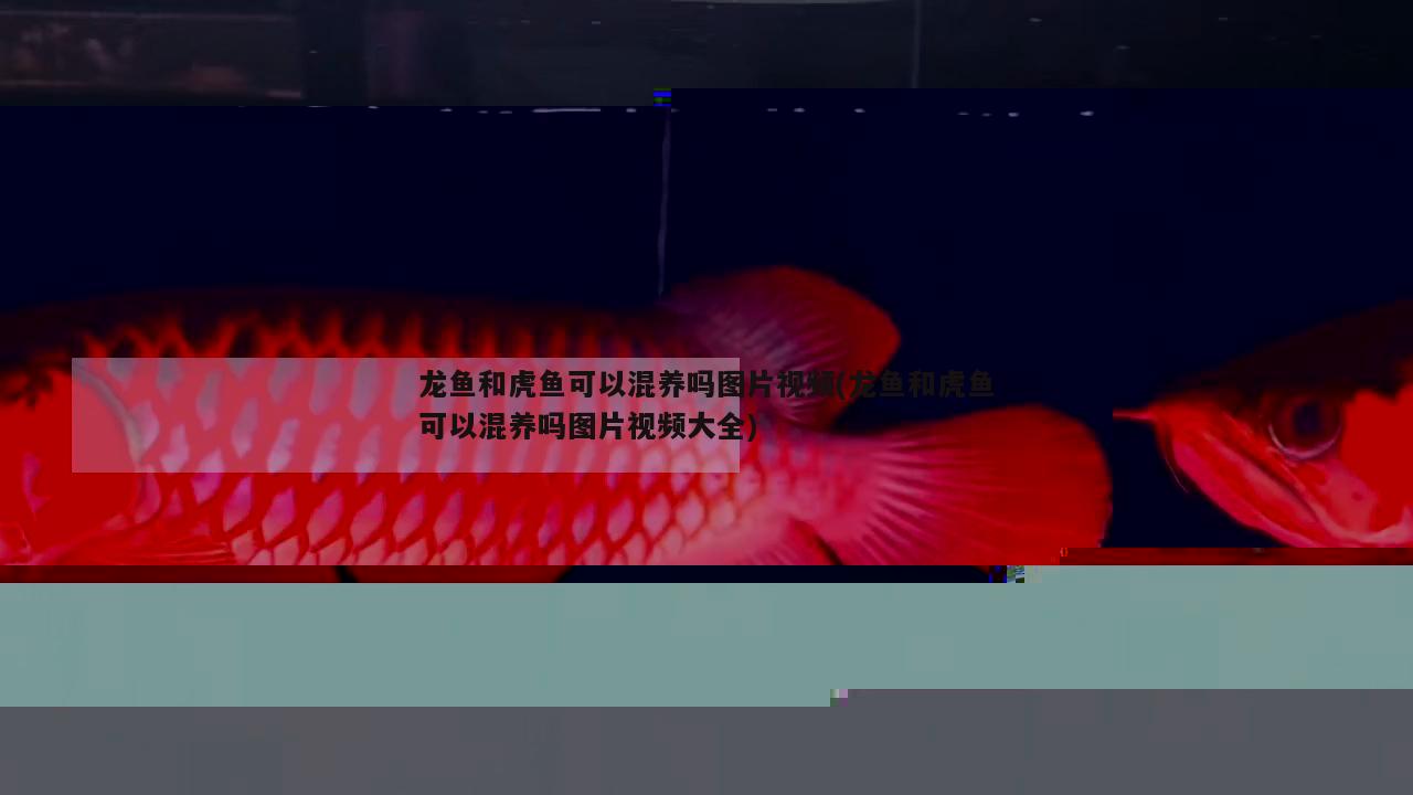 龍魚和虎魚可以混養(yǎng)嗎圖片視頻(龍魚和虎魚可以混養(yǎng)嗎圖片視頻大全)