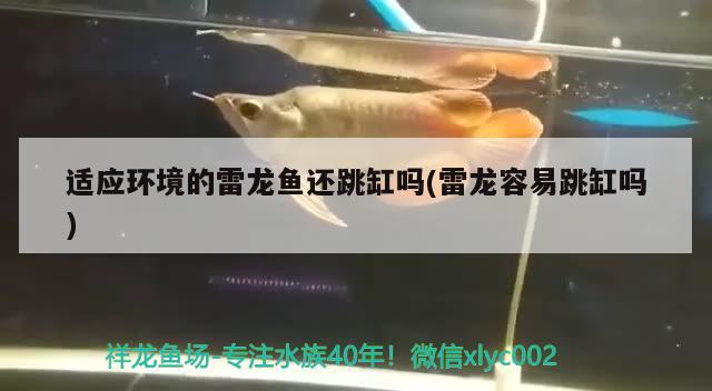 適應環(huán)境的雷龍魚還跳缸嗎(雷龍容易跳缸嗎) 星點金龍魚