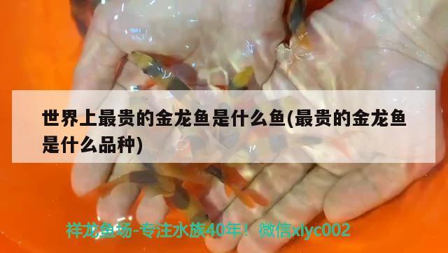 世界上最貴的金龍魚是什么魚(最貴的金龍魚是什么品種)