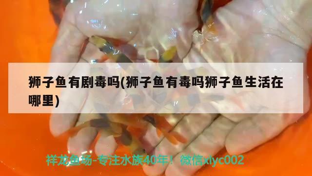 獅子魚有劇毒嗎(獅子魚有毒嗎獅子魚生活在哪里) 觀賞魚