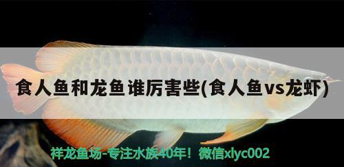 食人魚(yú)和龍魚(yú)誰(shuí)厲害些(食人魚(yú)vs龍蝦)