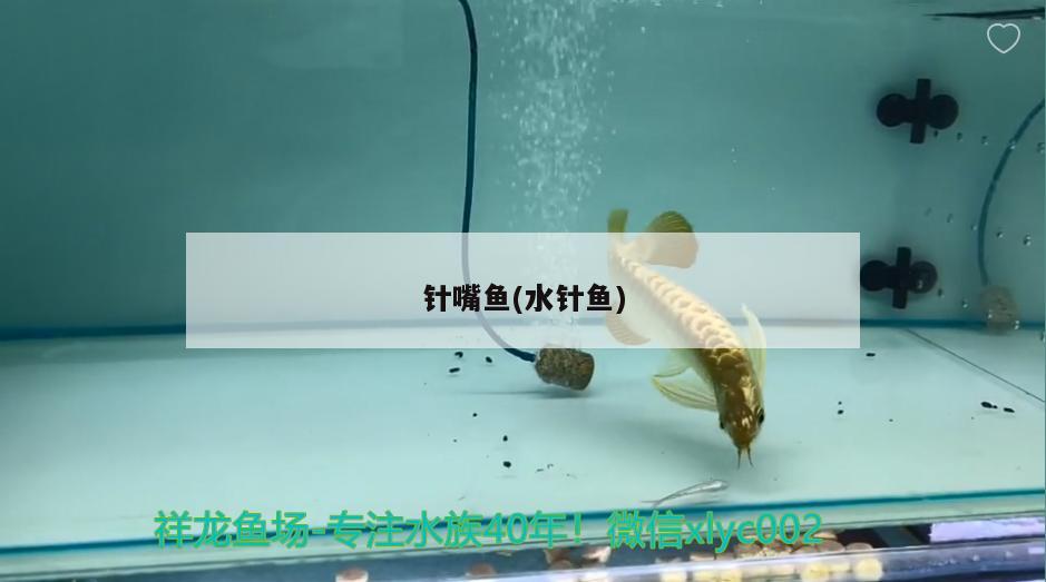 針嘴魚(水針魚)