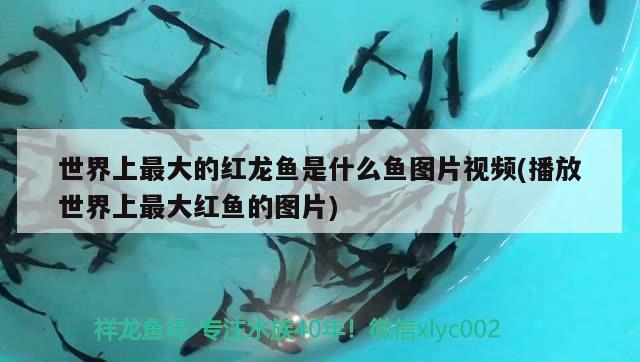 世界上最大的紅龍魚是什么魚圖片視頻(播放世界上最大紅魚的圖片)