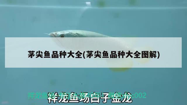 茅尖魚品種大全(茅尖魚品種大全圖解) 觀賞魚