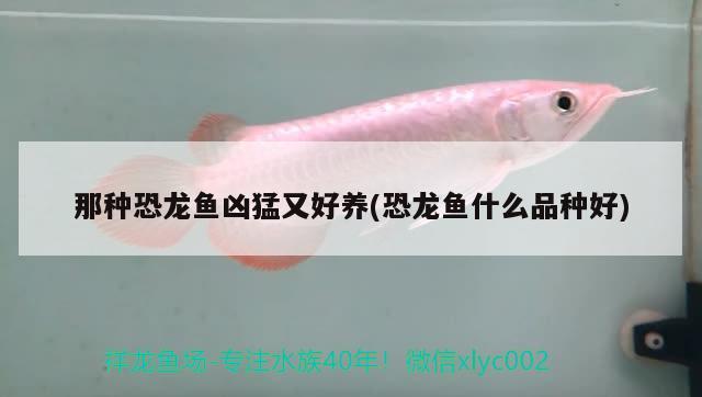 那種恐龍魚(yú)兇猛又好養(yǎng)(恐龍魚(yú)什么品種好)