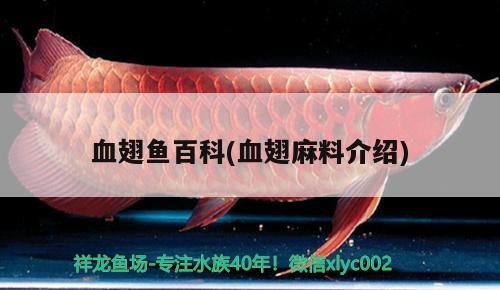 血翅魚百科(血翅麻料介紹)