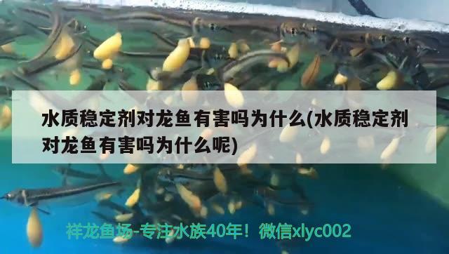 水質(zhì)穩(wěn)定劑對(duì)龍魚有害嗎為什么(水質(zhì)穩(wěn)定劑對(duì)龍魚有害嗎為什么呢)