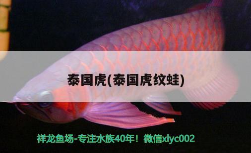 泰國虎(泰國虎紋蛙) 觀賞魚