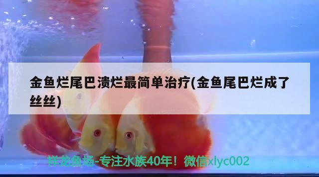 金魚爛尾巴潰爛最簡單治療(金魚尾巴爛成了絲絲)