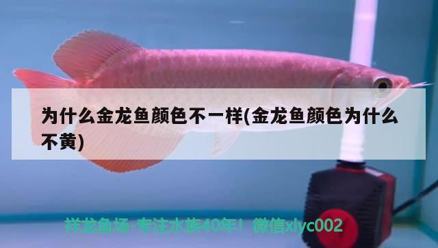 為什么金龍魚顏色不一樣(金龍魚顏色為什么不黃)