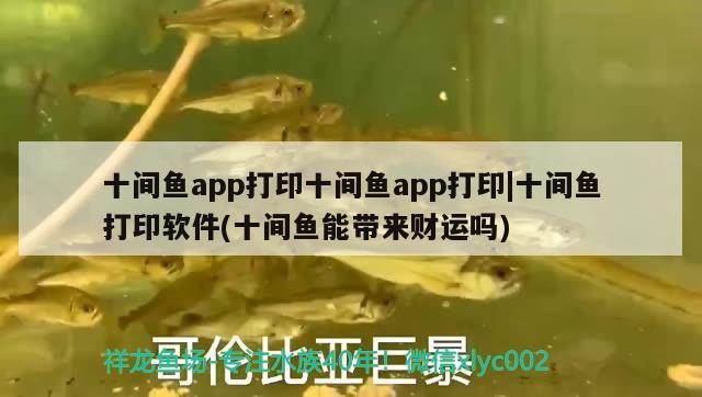 十間魚app打印十間魚app打印|十間魚打印軟件(十間魚能帶來財(cái)運(yùn)嗎)