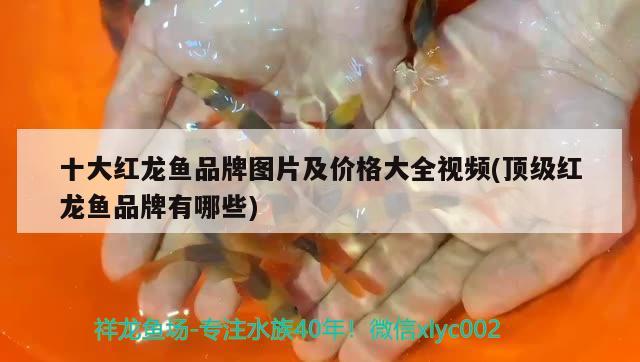 十大紅龍魚品牌圖片及價(jià)格大全視頻(頂級(jí)紅龍魚品牌有哪些) 孵化器