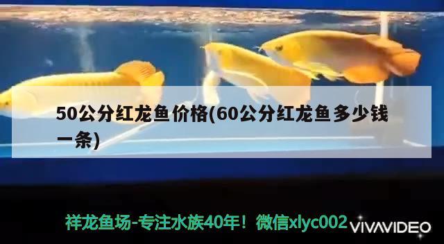 50公分紅龍魚價格(60公分紅龍魚多少錢一條)