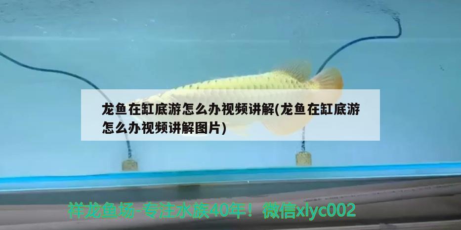 龍魚在缸底游怎么辦視頻講解(龍魚在缸底游怎么辦視頻講解圖片)