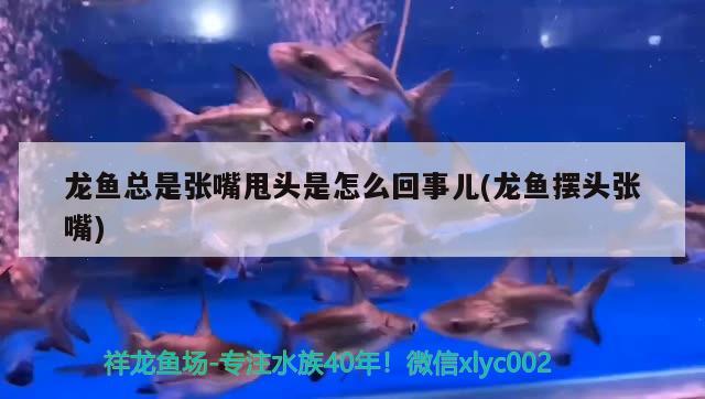 龍魚總是張嘴甩頭是怎么回事兒(龍魚擺頭張嘴) 黃寬帶蝴蝶魚