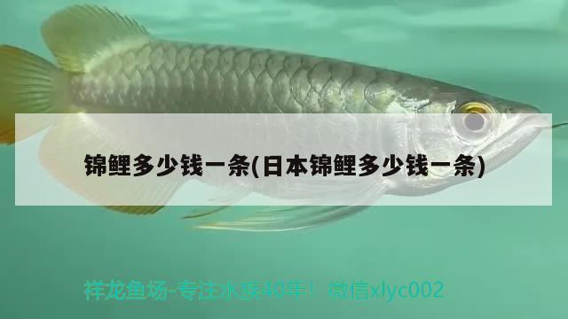 錦鯉多少錢一條(日本錦鯉多少錢一條) 觀賞魚