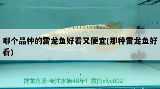 哪個(gè)品種的雷龍魚(yú)好看又便宜(那種雷龍魚(yú)好看)