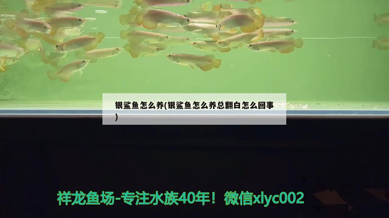 銀鯊魚怎么養(yǎng)(銀鯊魚怎么養(yǎng)總翻白怎么回事)