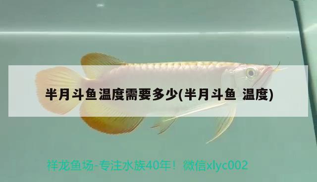 半月斗魚溫度需要多少(半月斗魚溫度)