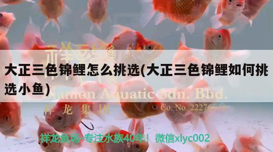 大正三色錦鯉怎么挑選(大正三色錦鯉如何挑選小魚) 三色錦鯉魚