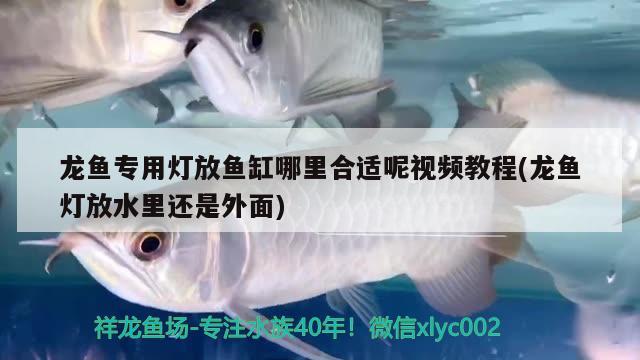 龍魚專用燈放魚缸哪里合適呢視頻教程(龍魚燈放水里還是外面) 白子銀龍魚苗