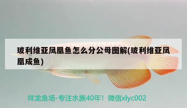 玻利維亞鳳凰魚怎么分公母圖解(玻利維亞鳳凰成魚) 觀賞魚