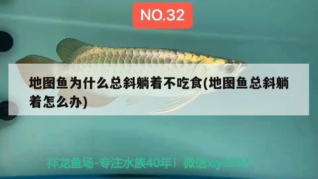 地圖魚(yú)為什么總斜躺著不吃食(地圖魚(yú)總斜躺著怎么辦)