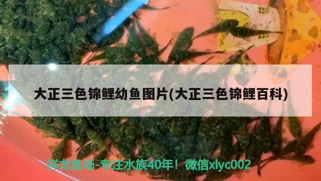 大正三色錦鯉幼魚圖片(大正三色錦鯉百科) 三色錦鯉魚