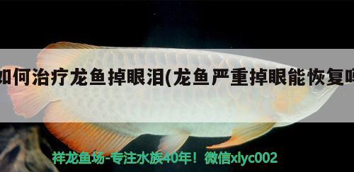 如何治療龍魚掉眼淚(龍魚嚴(yán)重掉眼能恢復(fù)嗎) 巨骨舌魚