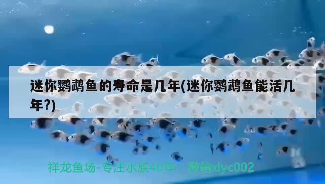 迷你鸚鵡魚的壽命是幾年(迷你鸚鵡魚能活幾年?)