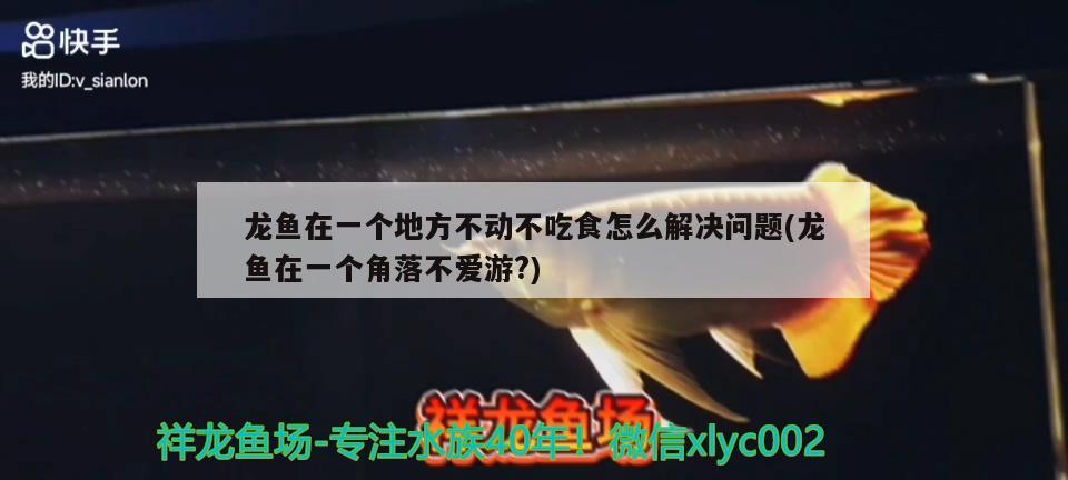 龍魚在一個地方不動不吃食怎么解決問題(龍魚在一個角落不愛游?) 帝王血鉆