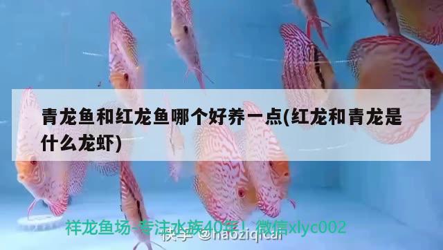 青龍魚和紅龍魚哪個好養(yǎng)一點(紅龍和青龍是什么龍蝦)