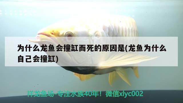 為什么龍魚(yú)會(huì)撞缸而死的原因是(龍魚(yú)為什么自己會(huì)撞缸)